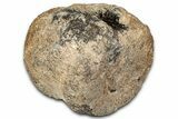 Fossil Nodosaurid Dinosaur (Sauropelta) Vertebra - Montana #325121-1